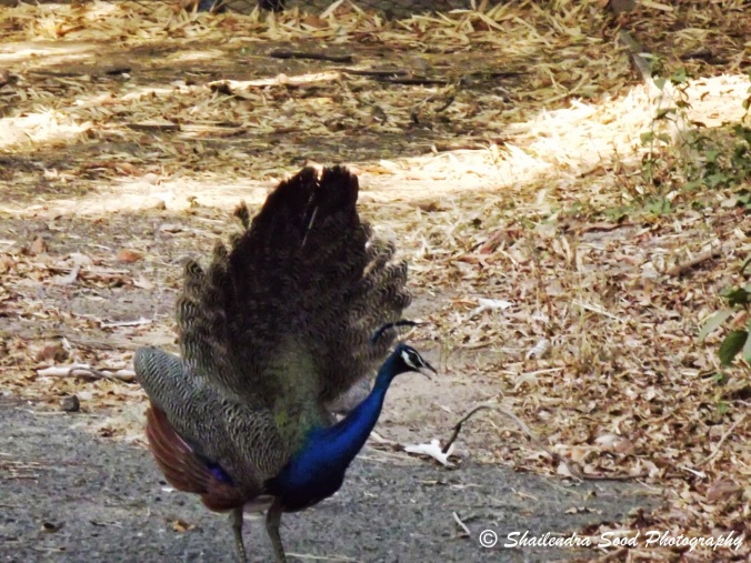 Peacock dance 1